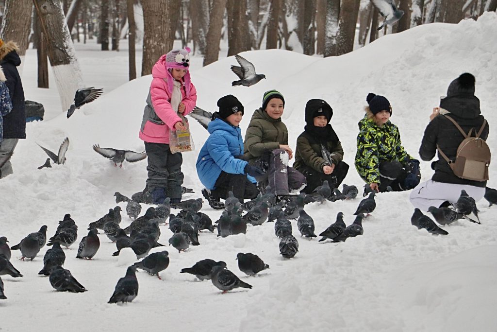 Какие птицы и звери зимуют в городе и чем им помочь в морозы