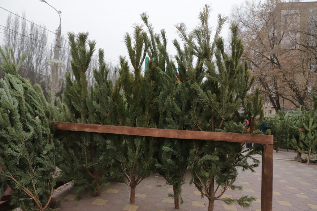 Жителям Самары предлагают сдавать елки на переработку