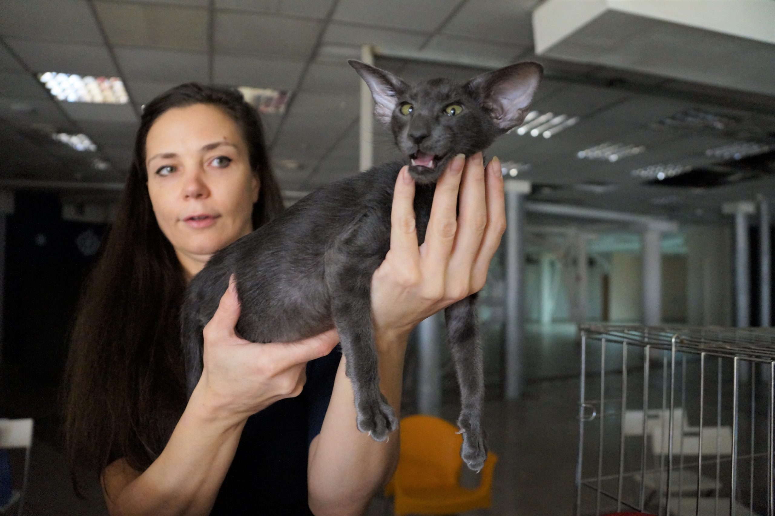 От любителя к профессионалу: как самарчанка стала заводчиком кошек