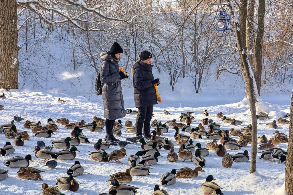 Какие птицы и звери зимуют в городе и чем им помочь в морозы