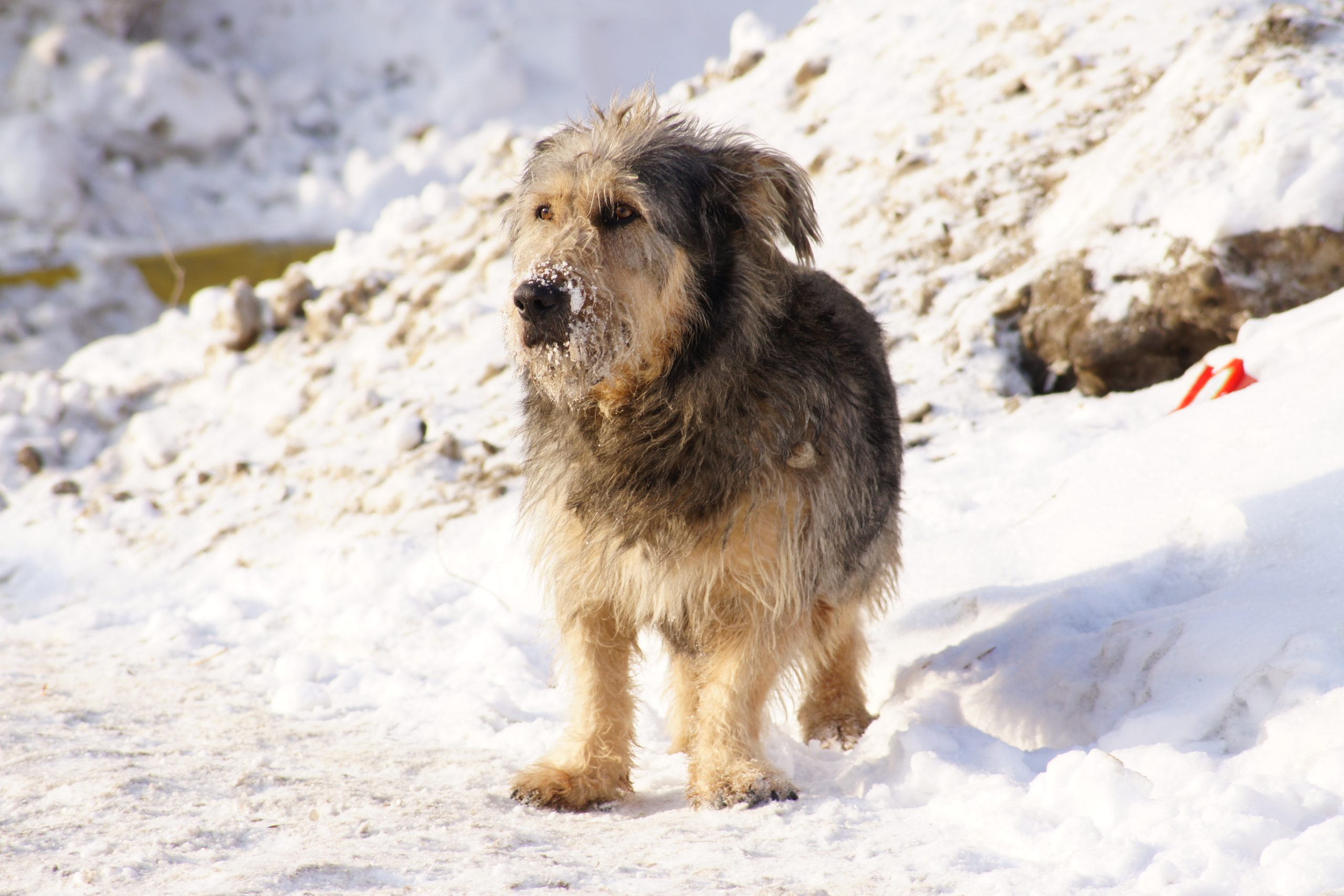 В Самаре за прошлый год отловили более четырех тысяч бездомных собак