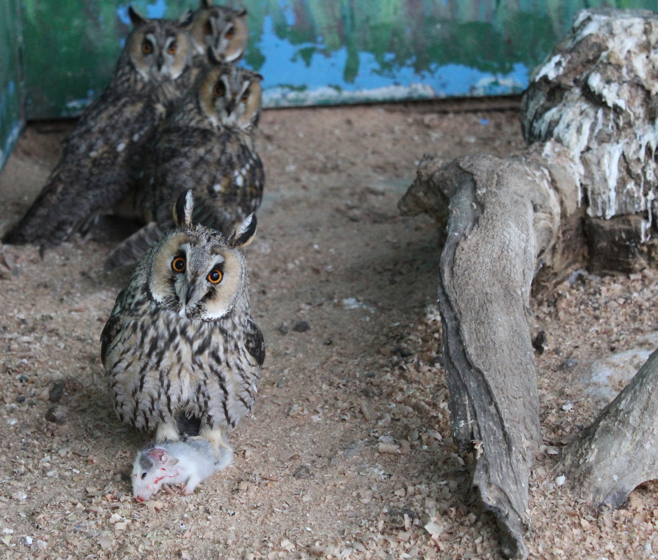 На крыше старого дома в Самаре нашли гнездо с совятами