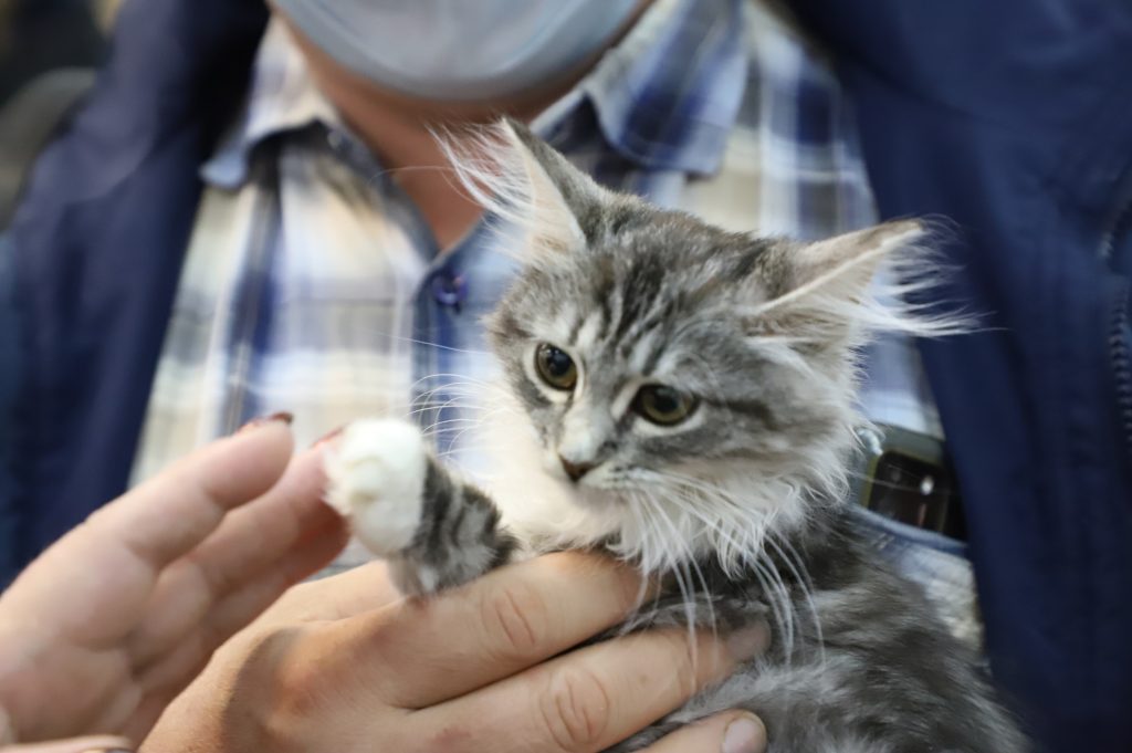 Первая помощь кошке: что делать в чрезвычайных ситуациях > Рубрика Главная  в Самаре