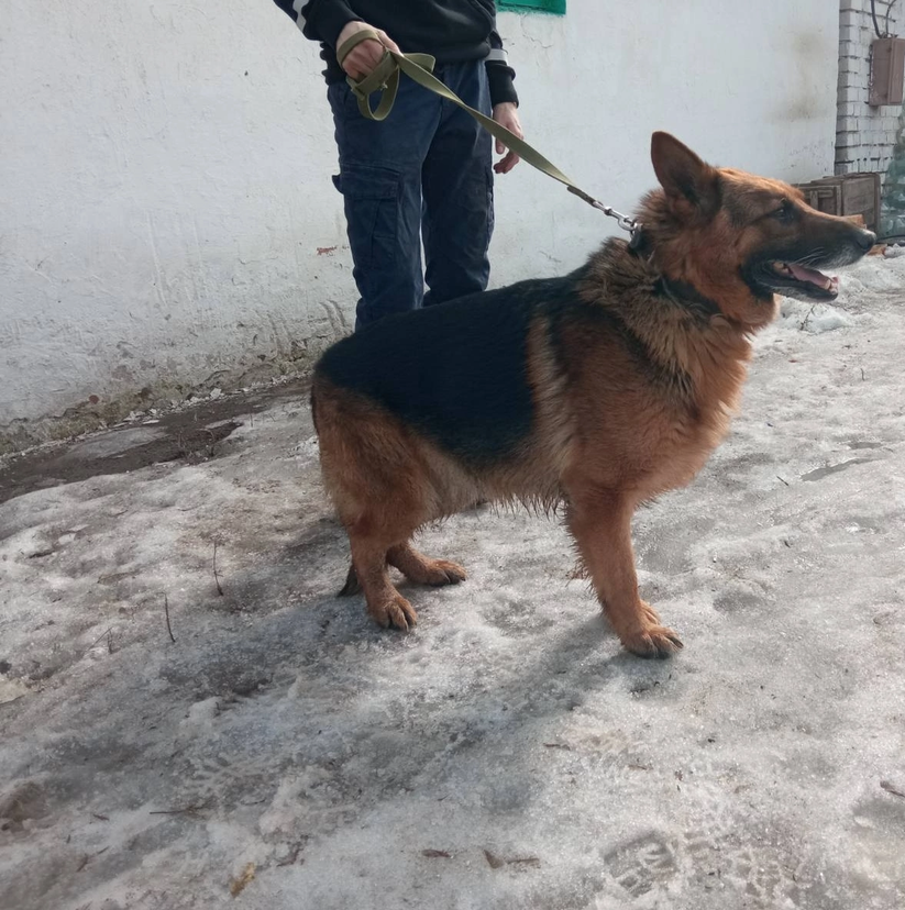 В Самаре служебные собаки уходят на заслуженный отдых