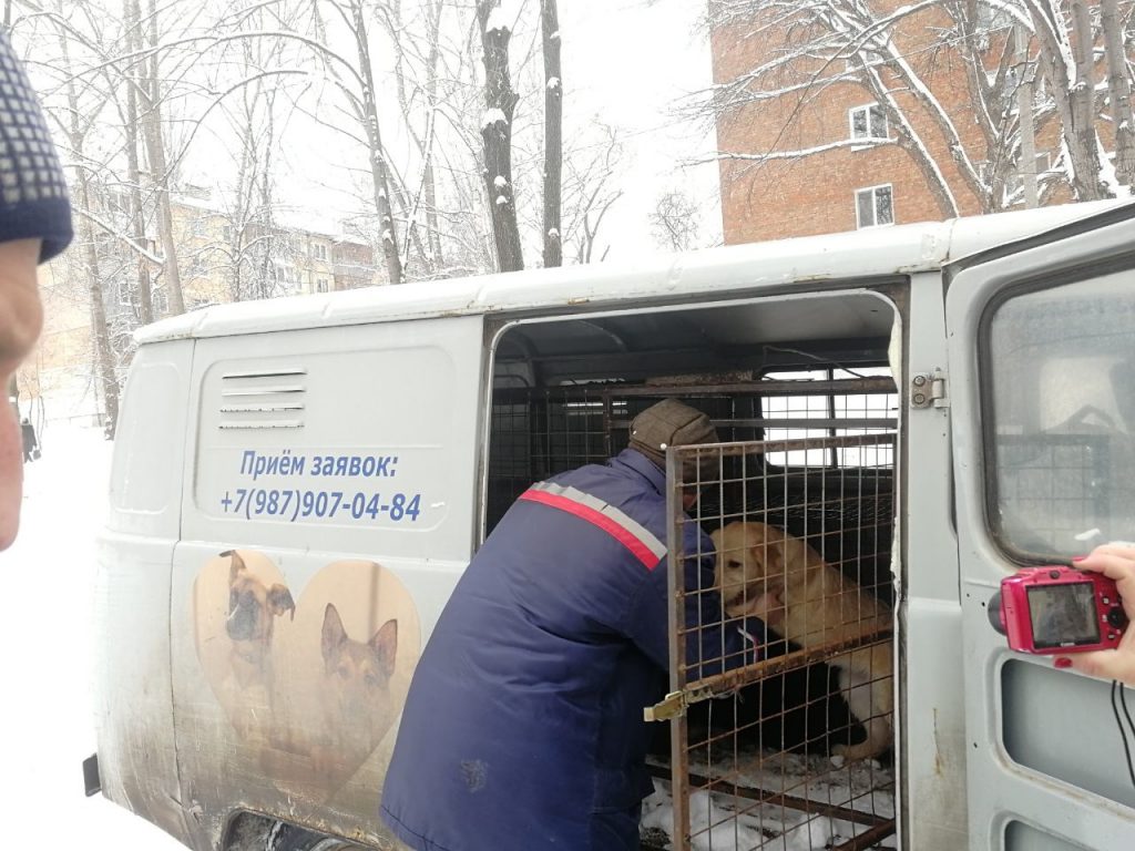 Инна Тарасенко: Чтобы решить проблему бездомных животных, одной только программы «ОСВВ» недостаточно