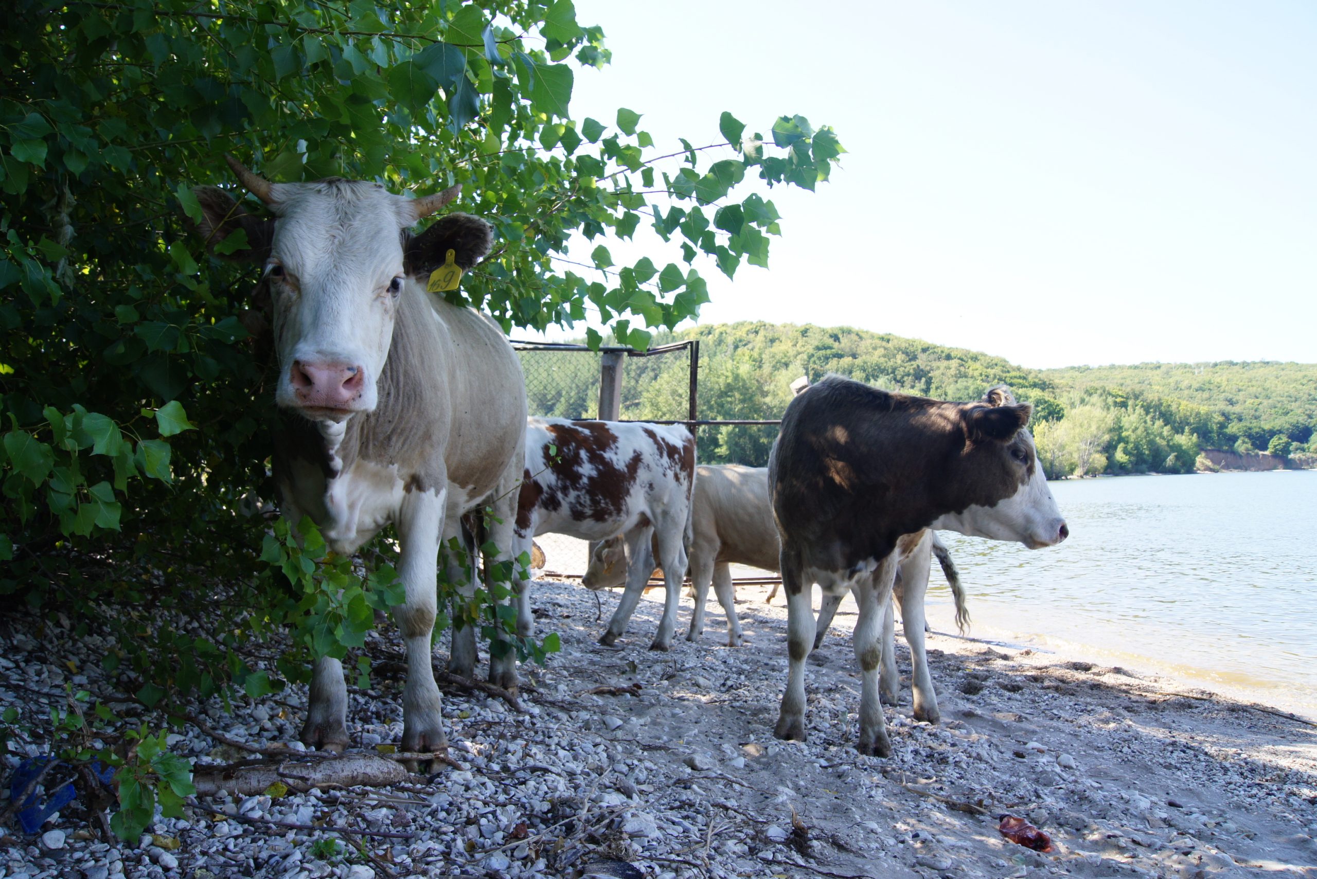 В Самарской области зафиксированы вспышки лейкоза крупного рогатого скота