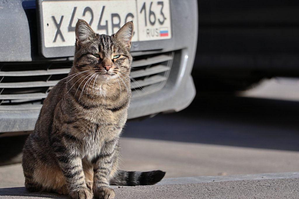 С улиц к себе домой: что делать, если вы приютили бездомную кошку