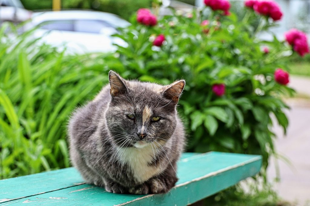 С улиц к себе домой: что делать, если вы приютили бездомную кошку