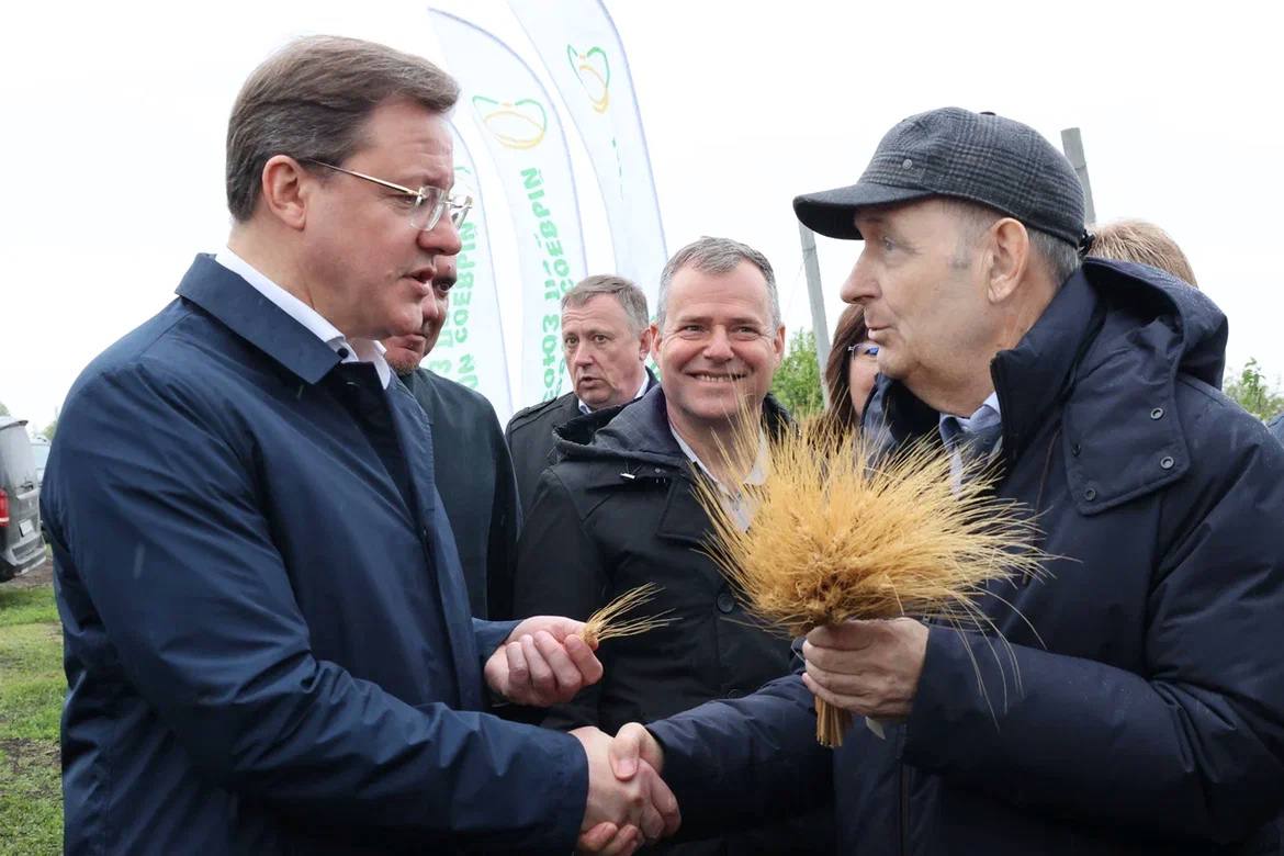Селекционеры Самарской области вывели первый сорт твердой озимой пшеницы 