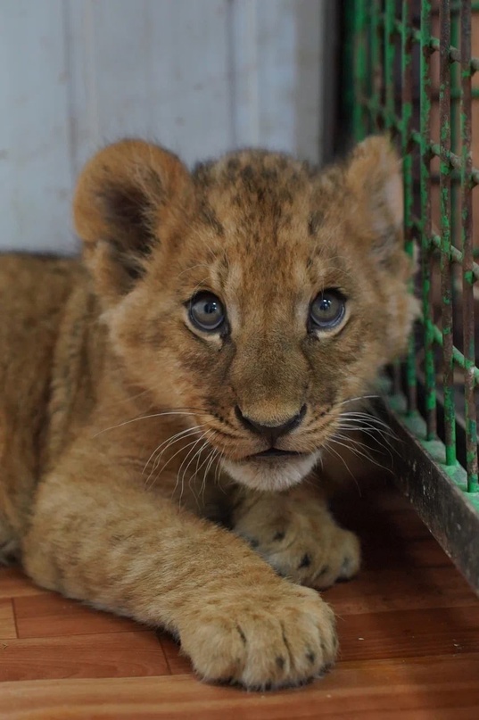 В Самарском зоопарке рассказали, как проходит адаптация львенка Алтая