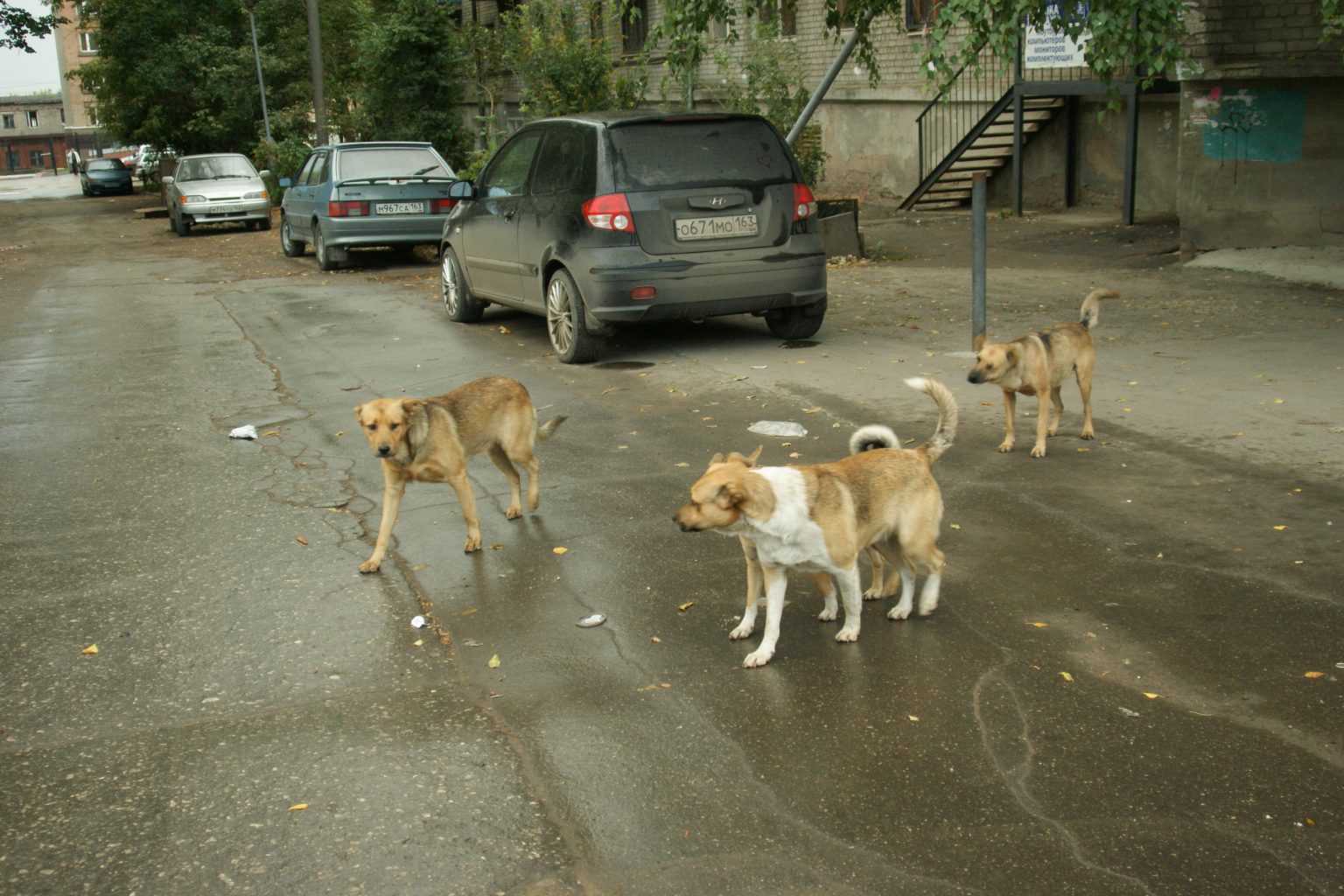 Выбрали фирму, которая займется отловом бездомных собак в Самаре