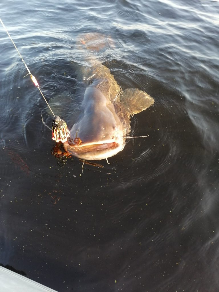 Самарский рыбак поймал сома весом более 40 кг