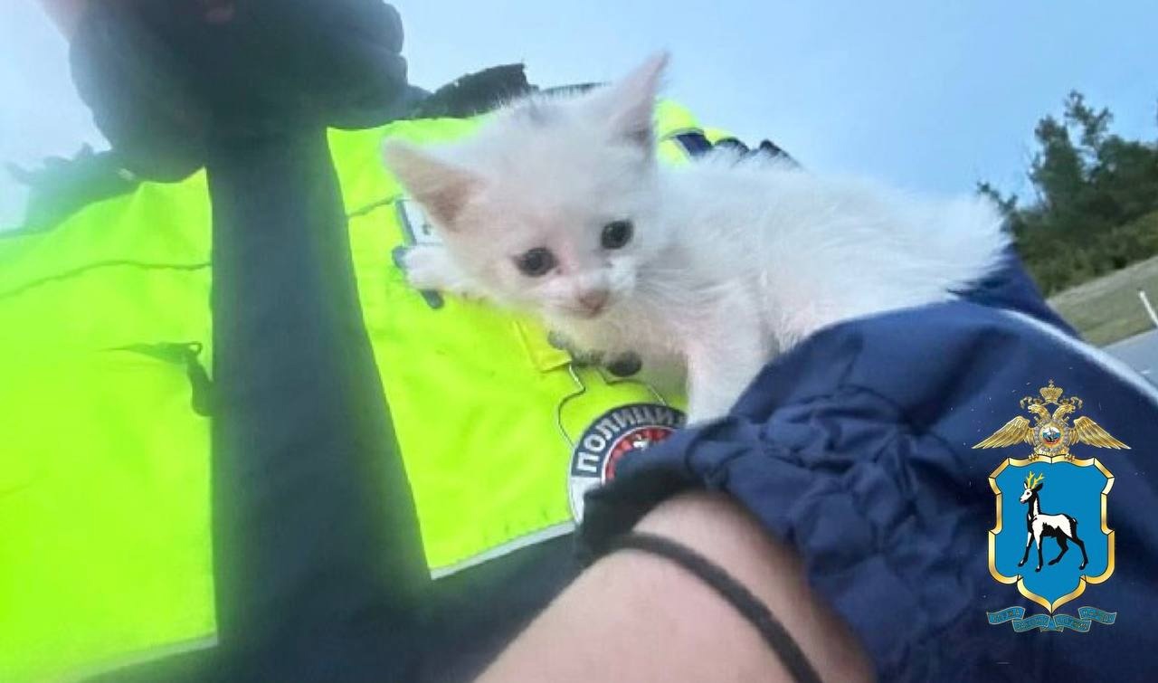 Самарские полицейские спасли брошенных на дороге котят