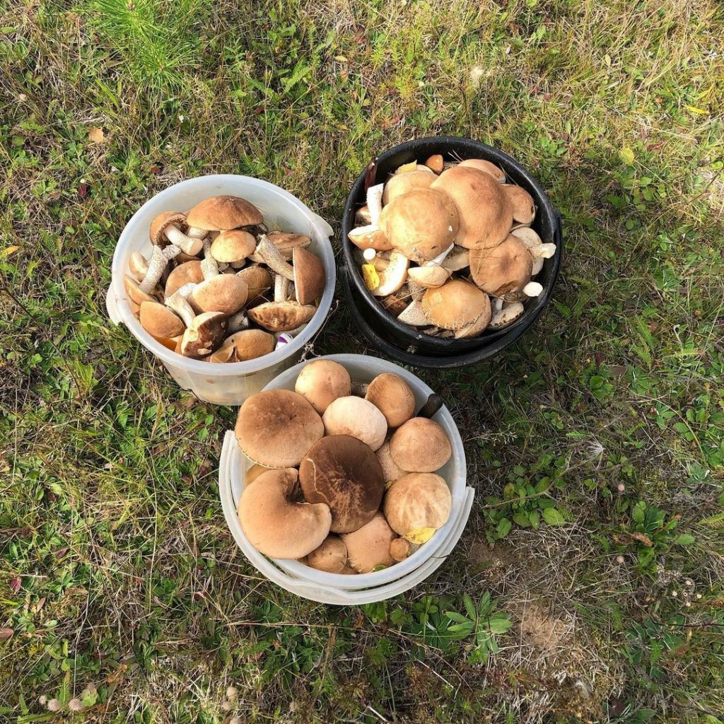 Сезон грибной охоты: где и как искать грибы в Самарской области
