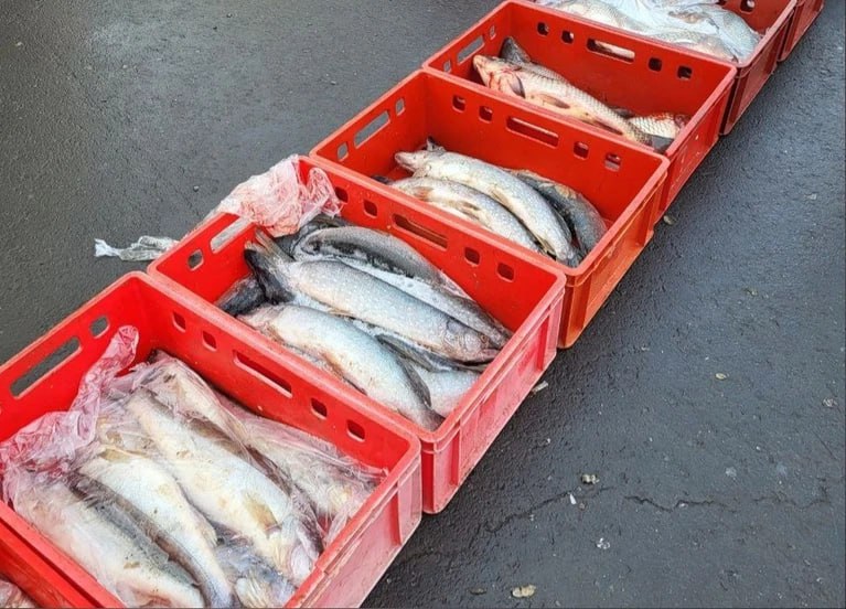 В Самарском «Агропарке» нашли более тонны нелегально привезенной рыбы