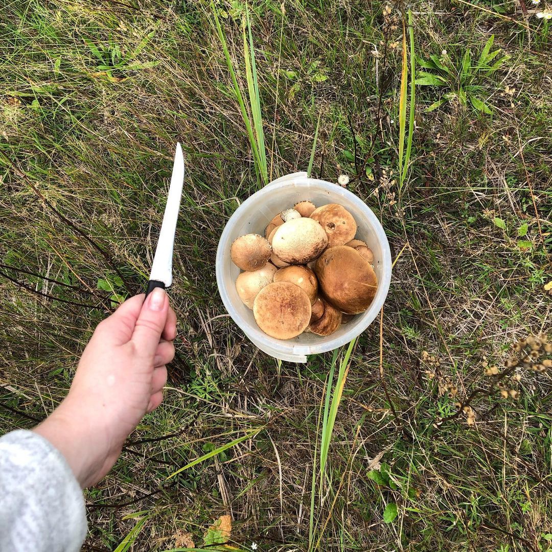 Сезон грибной охоты: где и как искать грибы в Самарской области