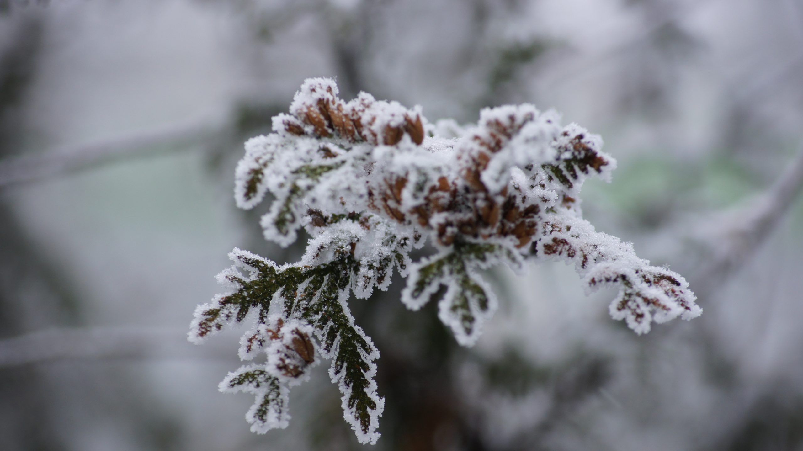 9 декабря в Самарской области установлено пять погодных рекордов