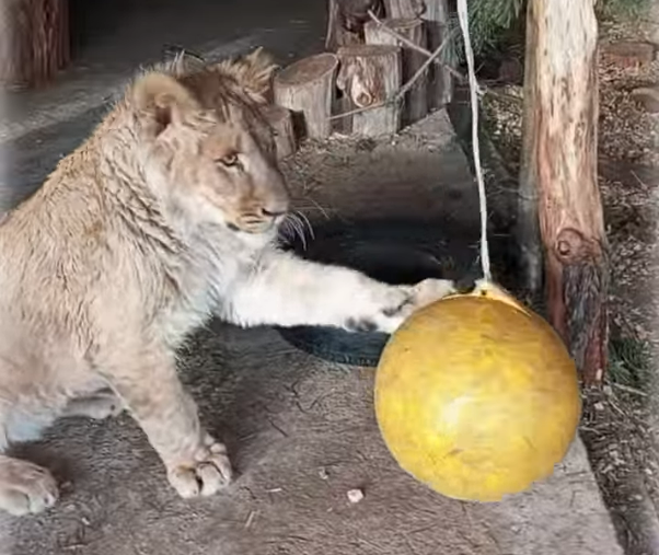 Появилось видео, как львенок Алтай играет в Самарском зоопарке