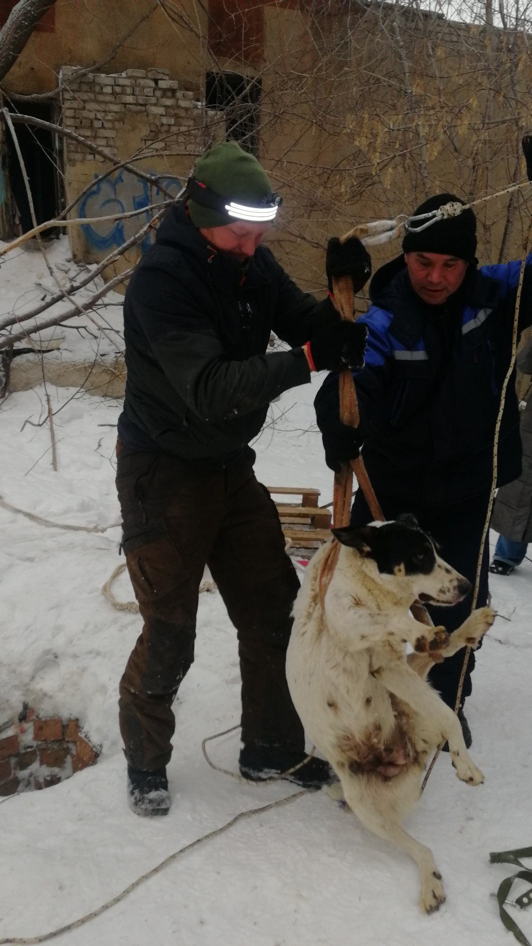 В Самаре спасли бездомную собаку, просидевшую почти десять дней в колодце