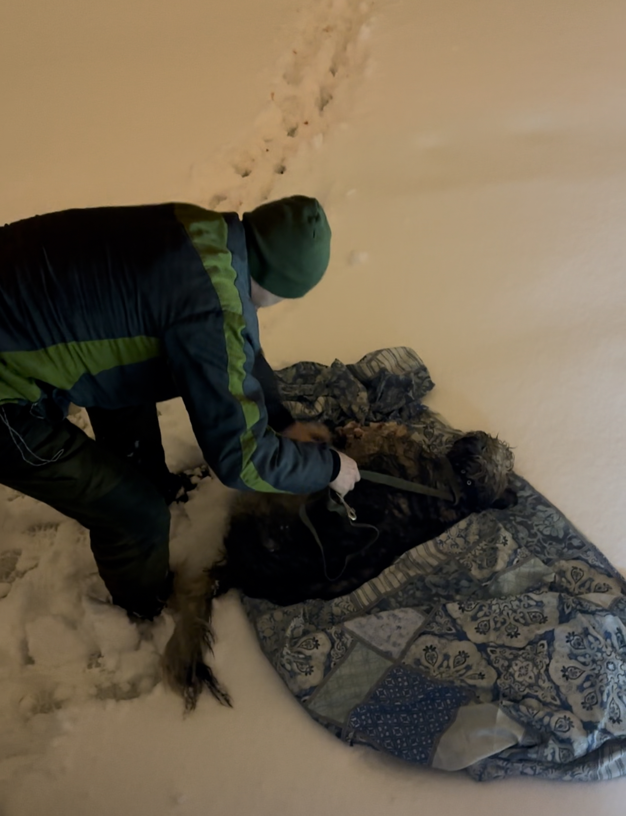 В Самаре со льда Волги спасли израненную собаку