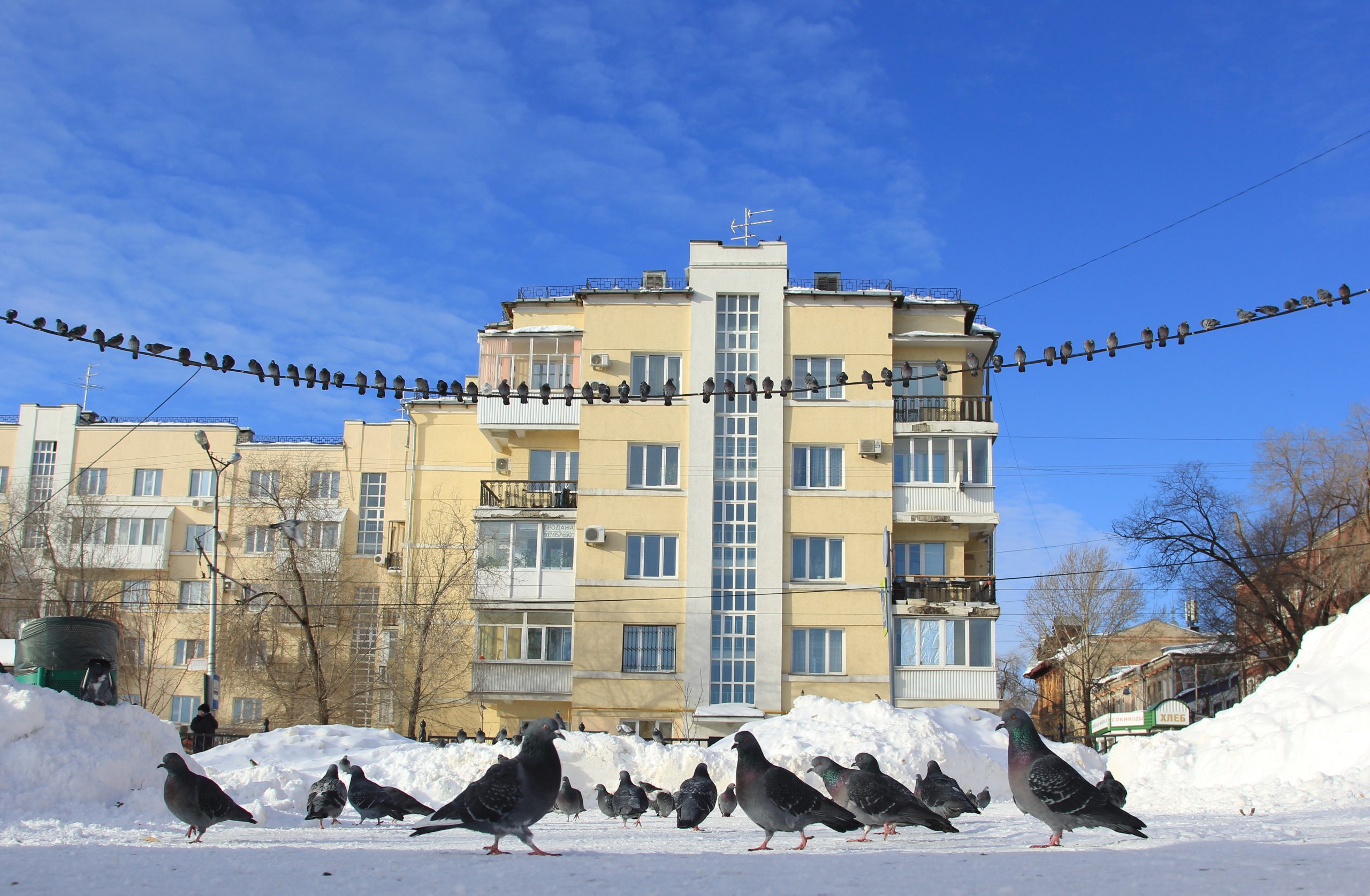 Специалисты «Самарской Луки» рассказали, чем кормить диких птиц в холода