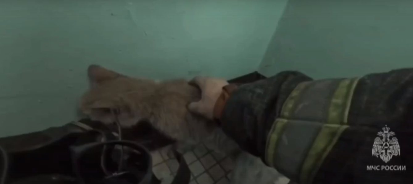 Появилось видео спасения кошки на пожаре в Тольятти