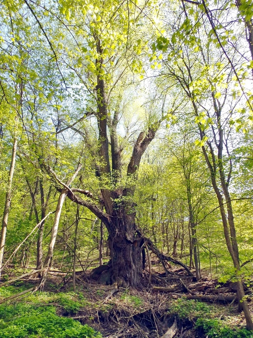 200-летнюю иву, растущую в «Самарской Луке», включили в реестр старовозрастных деревьев России