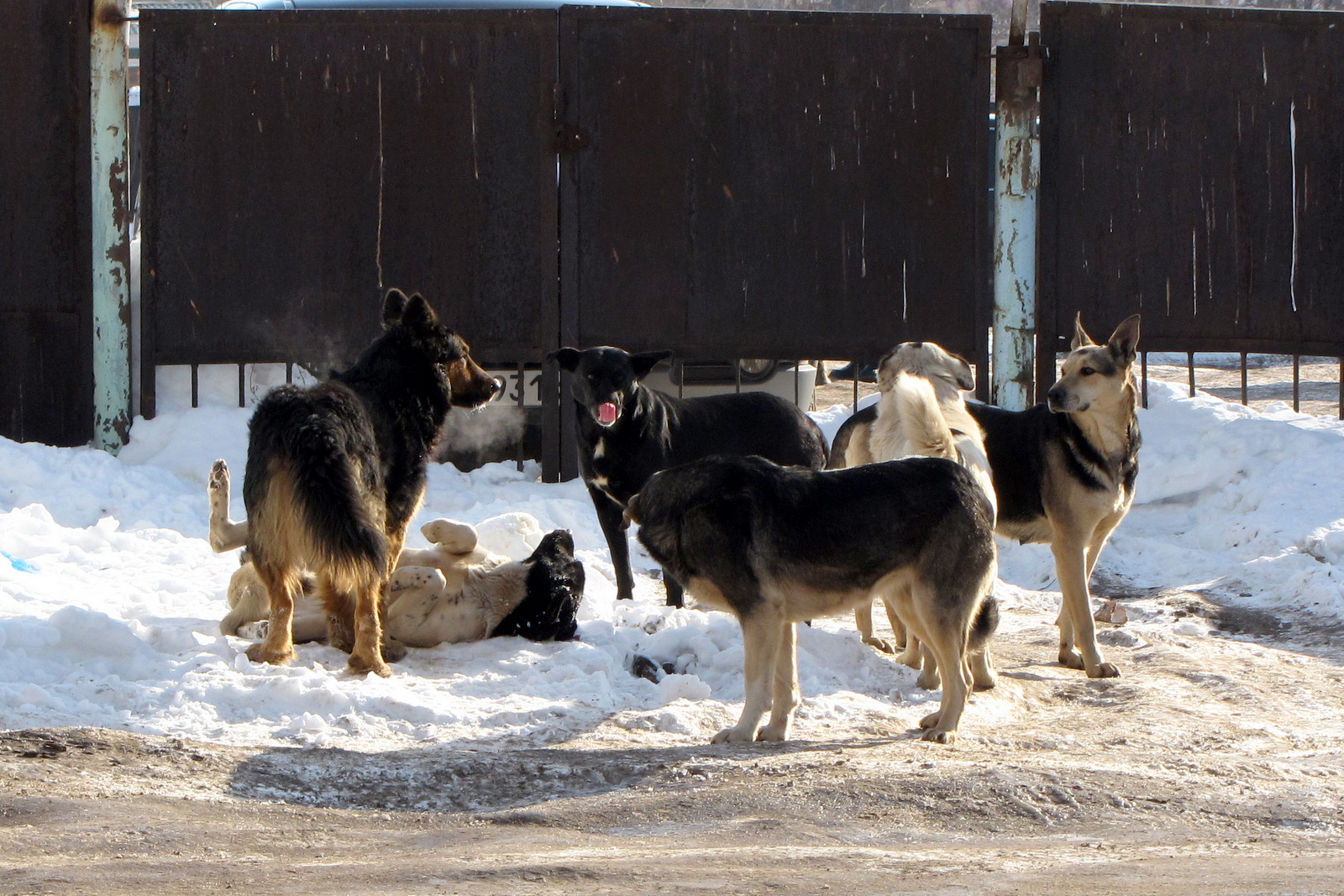 Итог долгой работы: депутаты Самарской губдумы приняли закон об обращении с безнадзорными животными