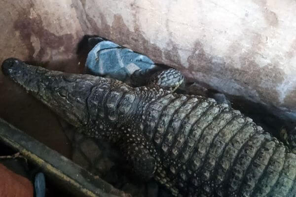 Самарские таможенники запретили вывоз живого крокодила из России в Казахстан