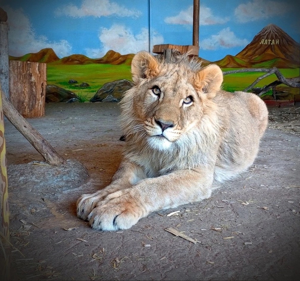 16 апреля льву Алтаю из Самарского зоопарка исполнится год