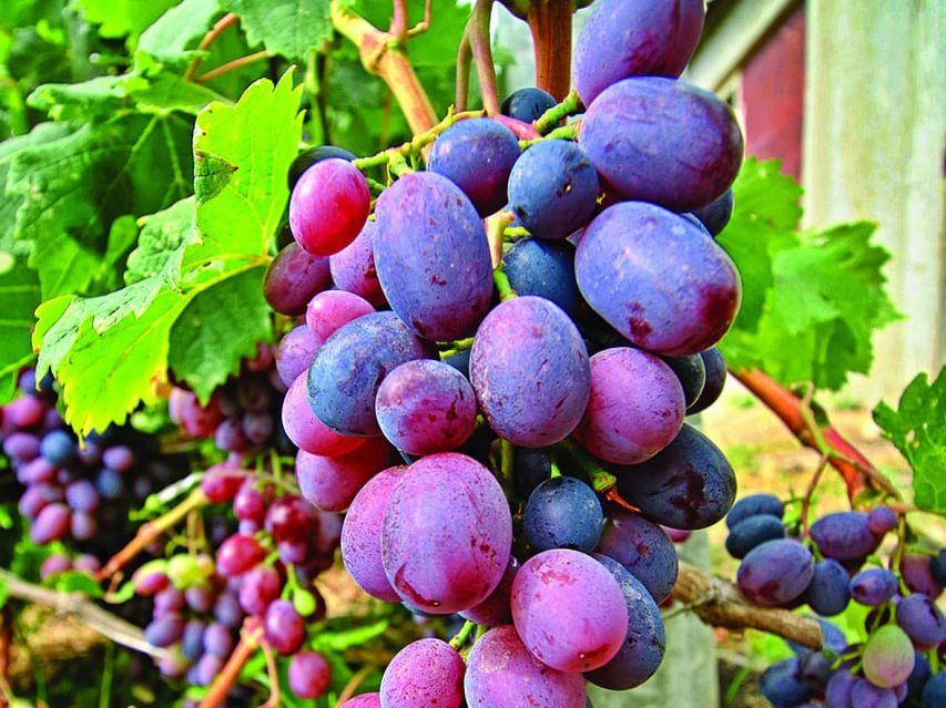 Можно ли спасти виноград после возвратных заморозков