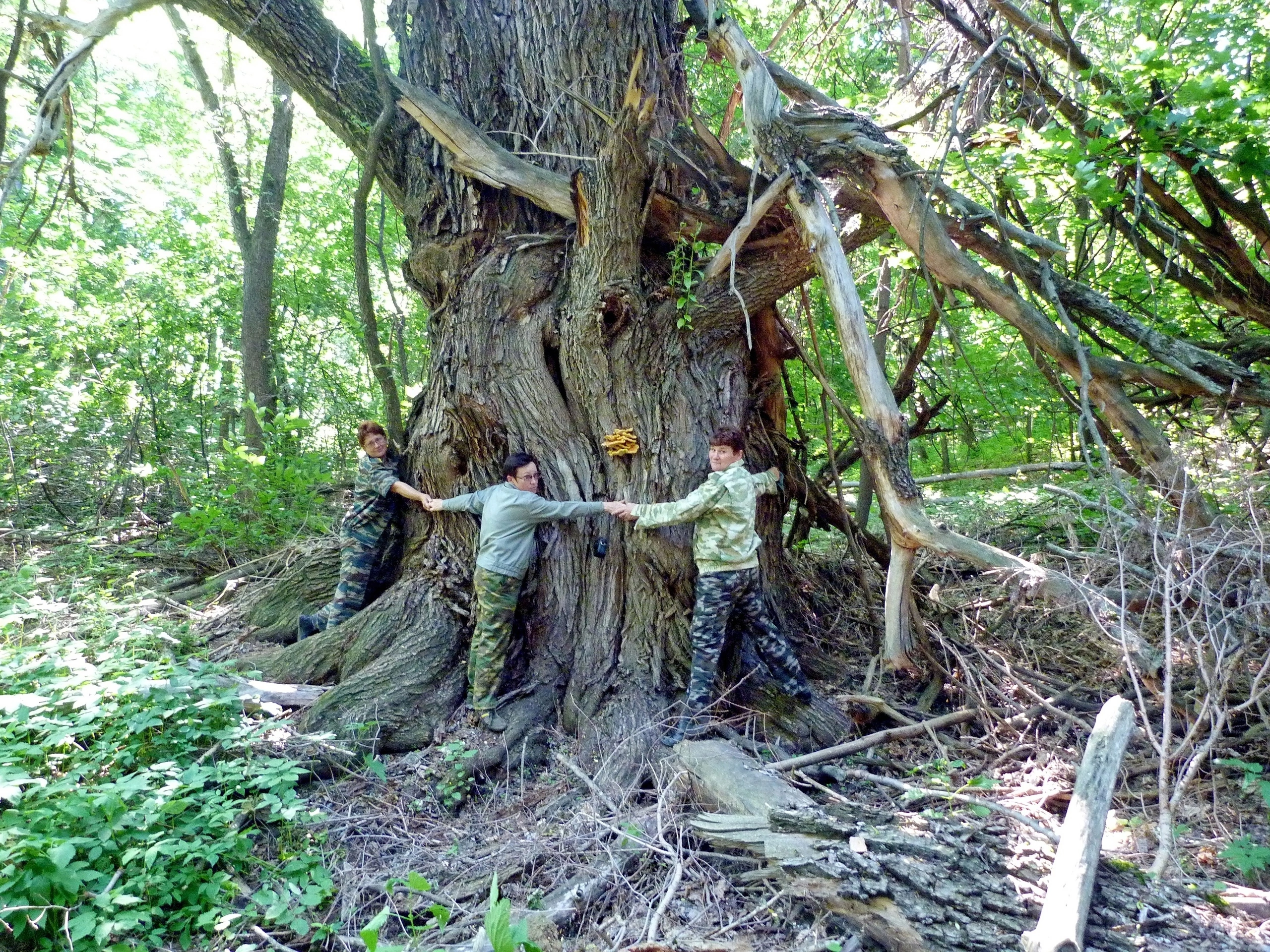 200-летняя ива, растущая в «Самарской Луке», может стать Деревом года 
