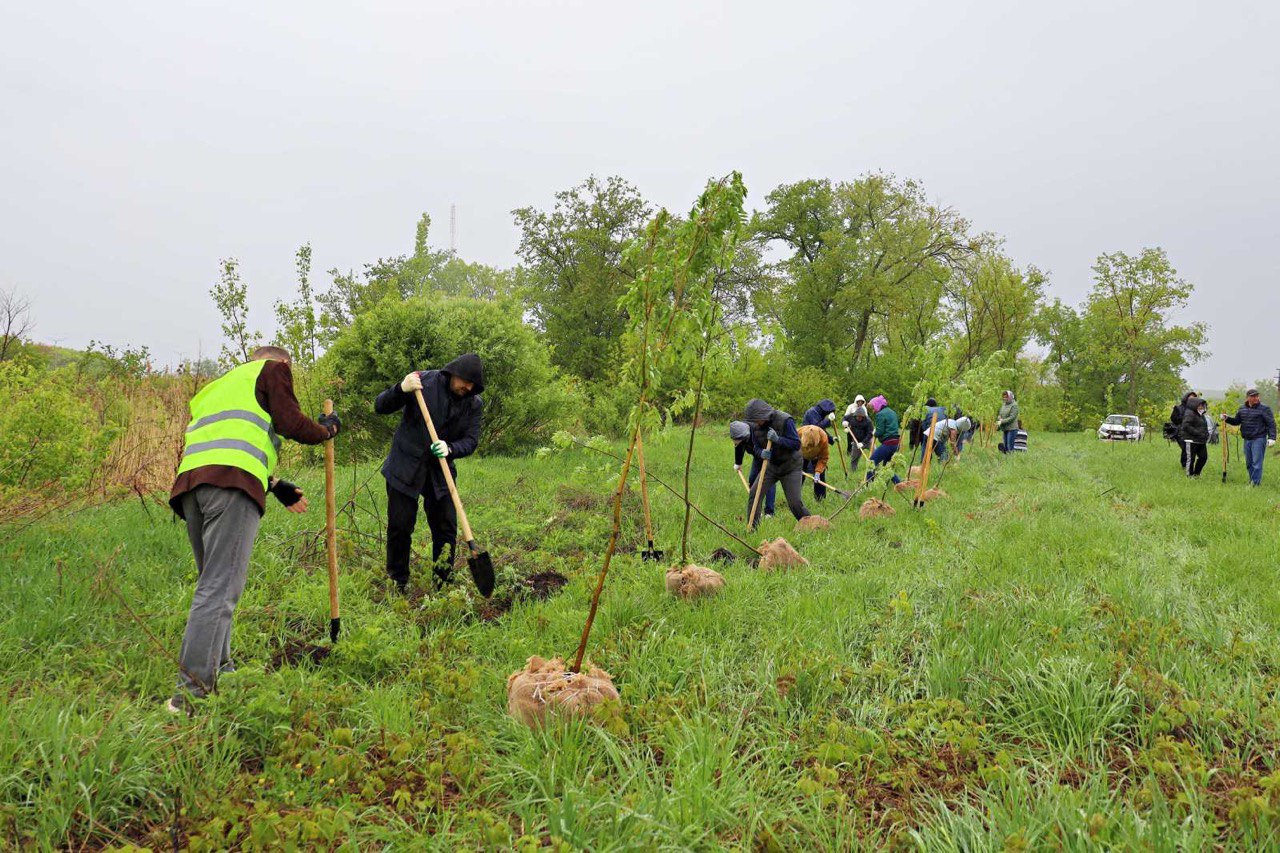 В самарском «Саду Памяти» высадили ещё 102 дерева 