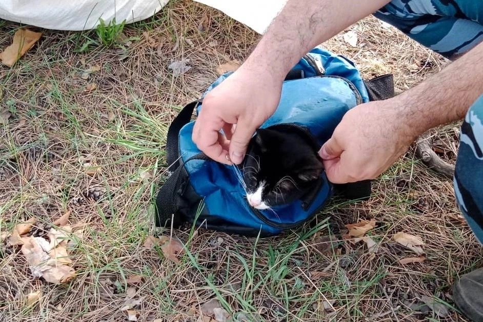 В Самарской области кот пытался пронести марихуану в исправительную колонию