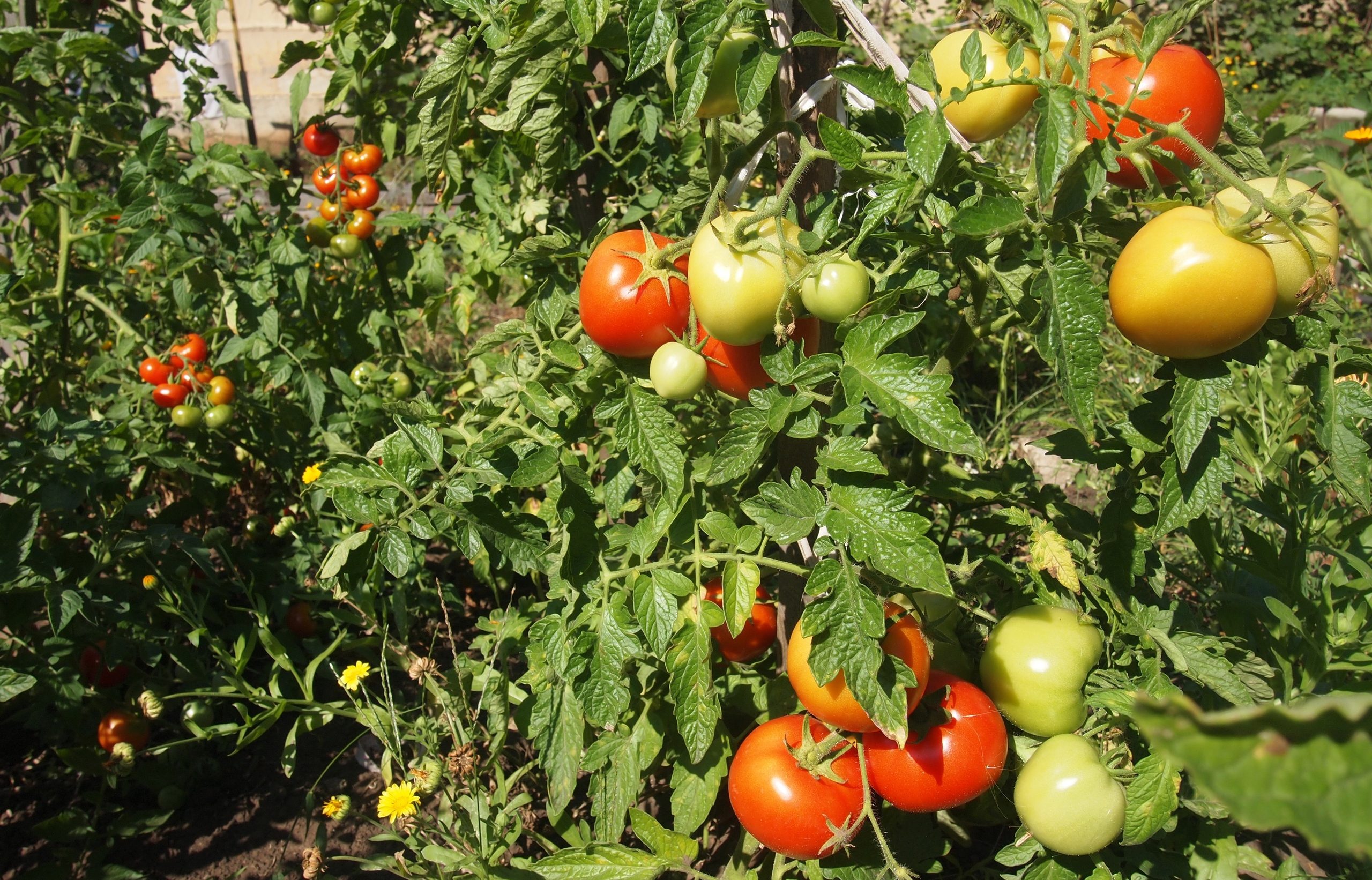 Несколько правил и идей для ухода за помидорами