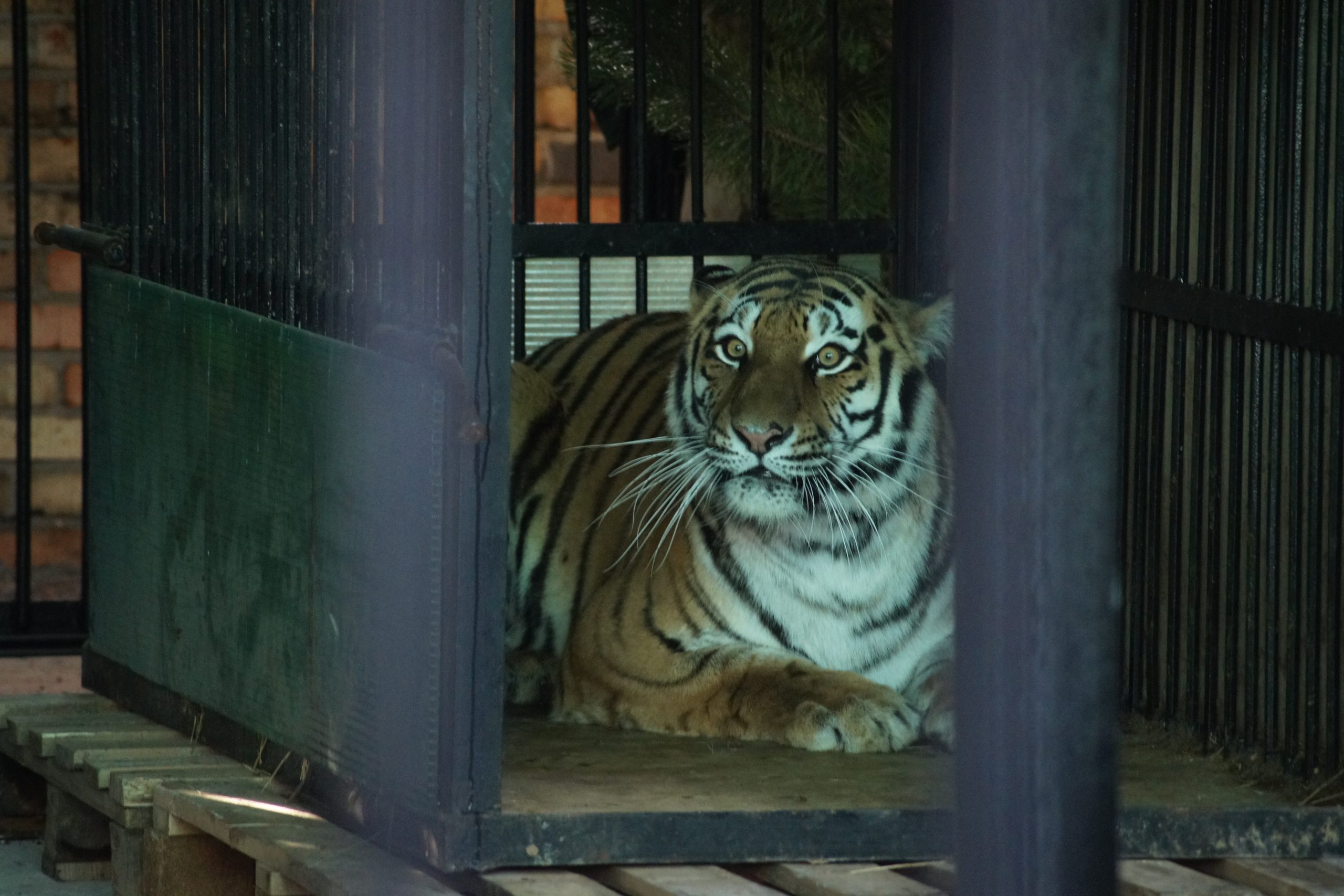 В Самарском зоопарке рассказали о состоянии тигрицы Кассандры