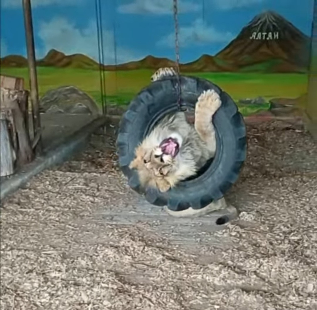 В Самарском зоопарке поделились видео с играющим львом Алтаем