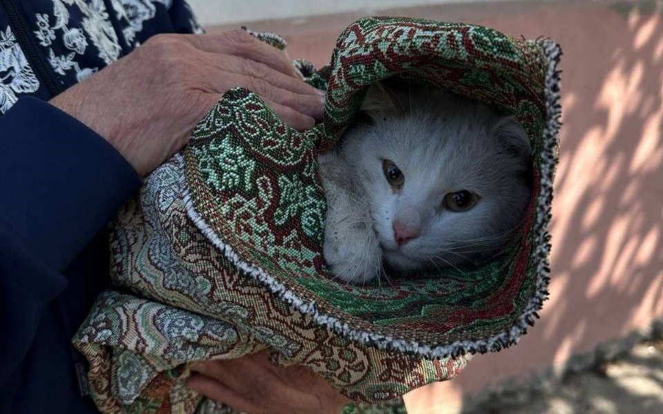 В Самарской области пожарный спас кота с дерева