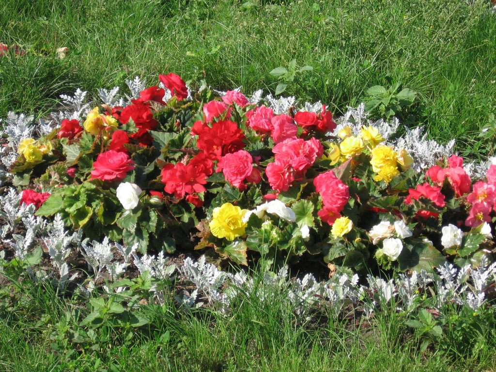 Советы по цветочному оформлению садового участка