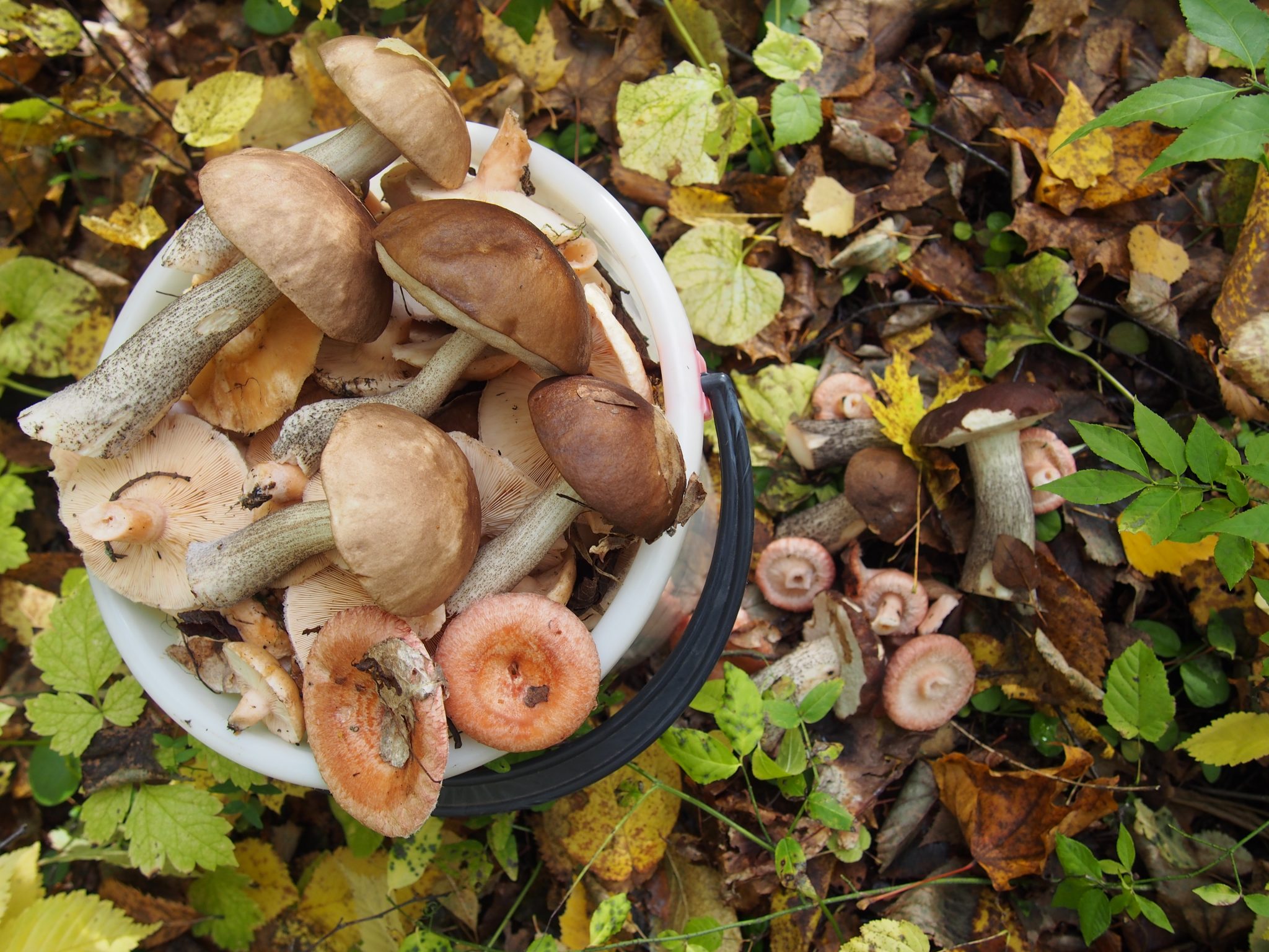 В Самаре сократились случаи отравления грибами