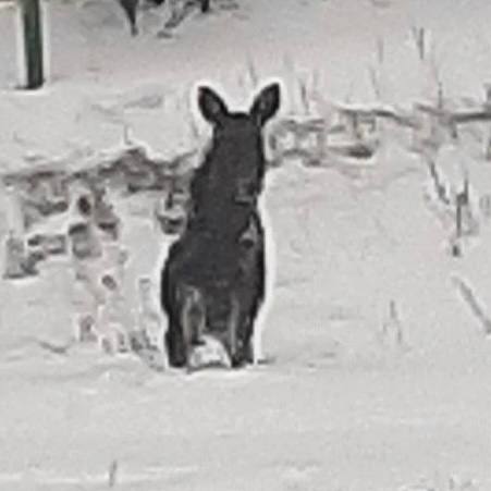 Жители Самарской области обеспокоились судьбой раненого лося на Бахиловой Поляне