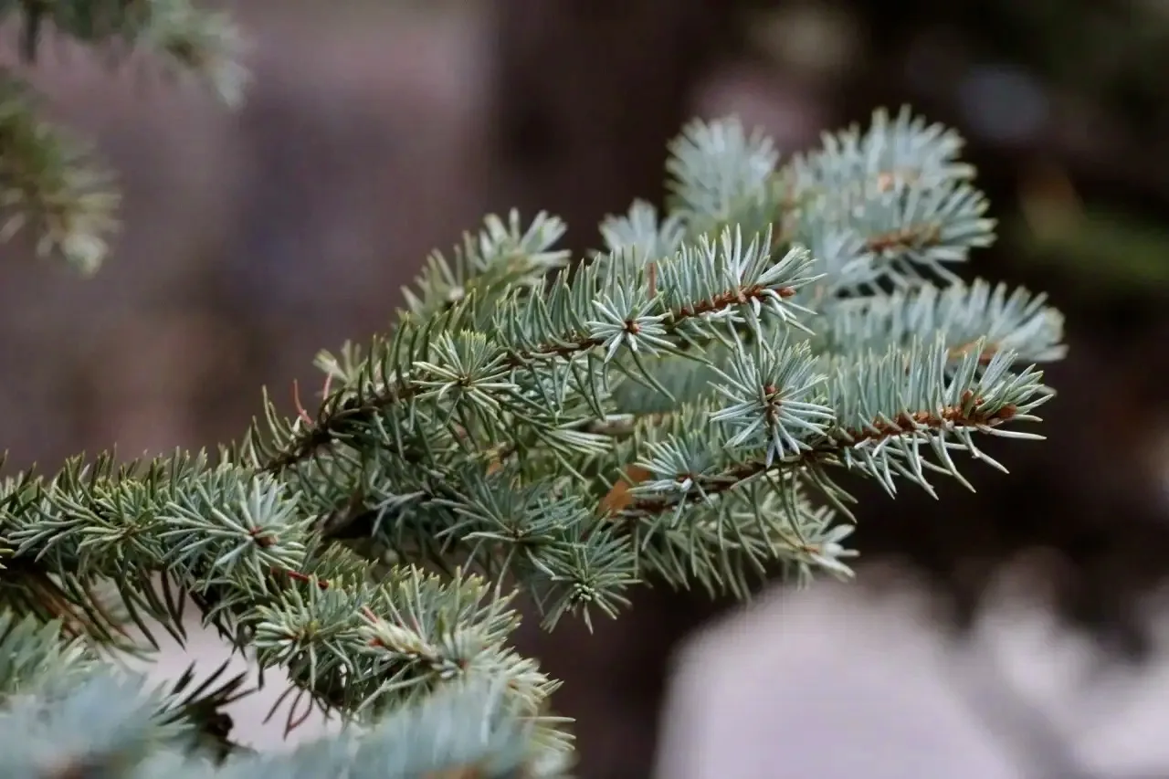 100 деревьев высадят в Загородном парке Самары в 2026 году