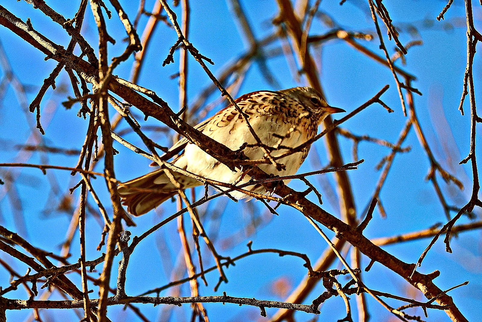 Народные приметы на 15 апреля: предсказания погоды, что можно делать и нельзя