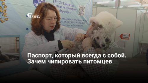 Паспорт, который всегда с собой. Зачем чипировать питомцев